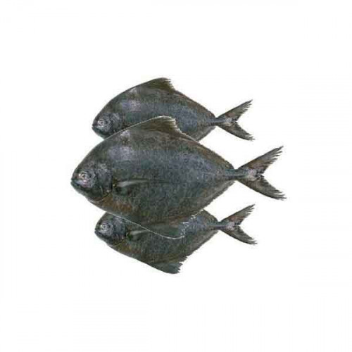 Black Pomfret 1kg