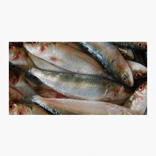 Sardine Small India 1kg