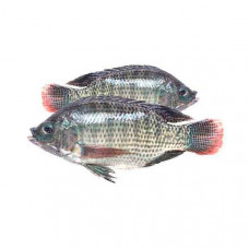 Tilapia Fresh Big 1kg