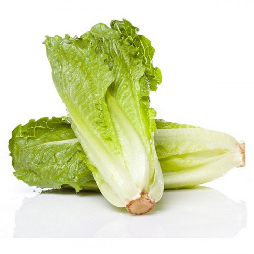 Lettuce Farm Fresh Qatar 1Kg (Approx) - خس مزرعة طازجة قطر 1كج (تقريبا) Lettuce Farm Fresh Qatar 1Kg (Approx) - خس مزرعة طازجة قطر 1كج (تقريبا)