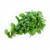 Mint Leaves Farm Fresh Qatar 1Kg (Approx) - نعناع مزرعة طازجة قطر 1كج (تقريبا)