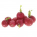 Radish Red Holland 1 Pkt - فجل أحمر  هولندا 1عبوة 