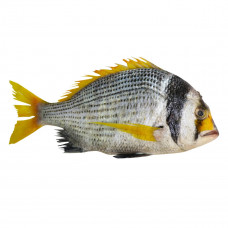 Fasker Doha 1Kg